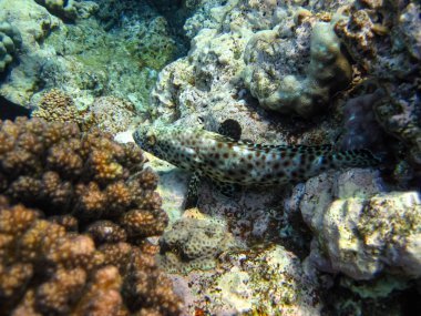 Kızıl Deniz mercan resifi ve onun güzel sakinleri.