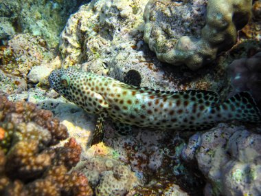 Kızıl Deniz mercan resifi ve onun güzel sakinleri.