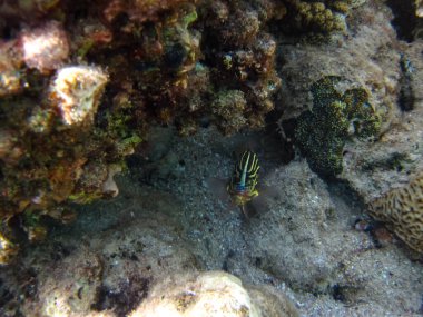 Kızıl Deniz mercan resifi ve onun güzel sakinleri.