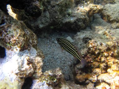 Kızıl Deniz mercan resifi ve onun güzel sakinleri.