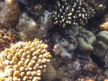 Kızıl Deniz mercan resifi ve onun güzel sakinleri.