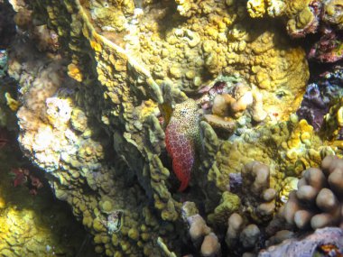 Kızıl Deniz mercan resifi ve onun güzel sakinleri.