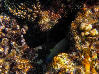 Kızıl Deniz mercan resifi ve onun güzel sakinleri.