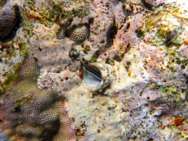 Kızıl Deniz mercan resifi ve onun güzel sakinleri.