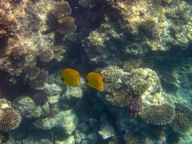 Kızıl Deniz mercan resifi ve onun güzel sakinleri.