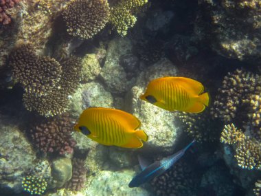 Kızıl Deniz mercan resifi ve onun güzel sakinleri.