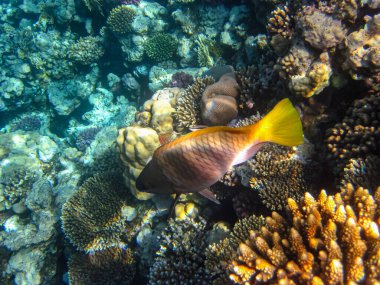 Kızıl Deniz 'in mercan kayalıkları. Deniz tabanındaki sualtı dünyasının sakinleri..