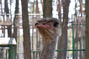 Veteriner kliniğindeki bir devekuşu portresi.