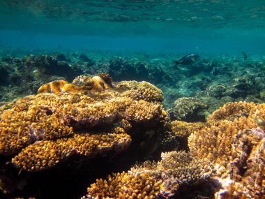 Kızıl Deniz 'deki sakinleriyle birlikte güzel mercan kayalıkları.