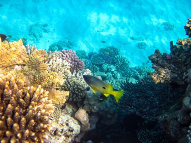 Kızıl Deniz 'deki sakinleriyle birlikte güzel mercan kayalıkları.
