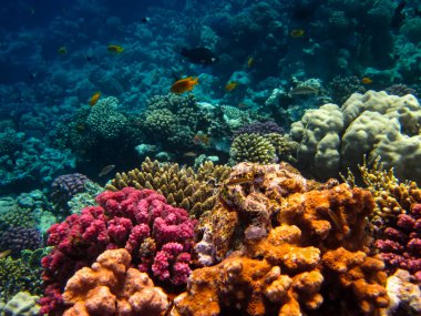Kızıl Deniz 'deki sakinleriyle birlikte güzel mercan kayalıkları.