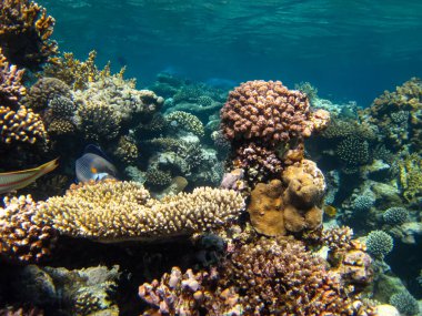 Kızıl Deniz 'deki sakinleriyle birlikte güzel mercan kayalıkları.