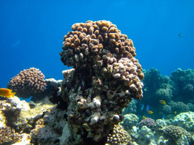 Kızıl Deniz 'deki sakinleriyle birlikte güzel mercan kayalıkları.