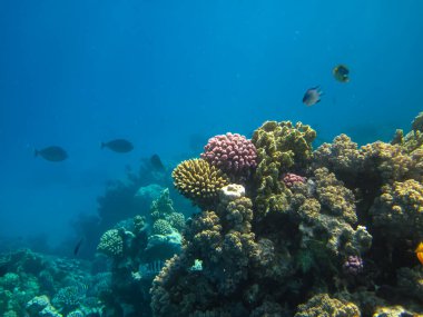 Kızıl Deniz 'deki sakinleriyle birlikte güzel mercan kayalıkları.