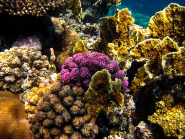 Kızıl Deniz 'deki sakinleriyle birlikte güzel mercan kayalıkları.