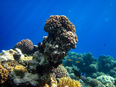 Kızıl Deniz 'deki sakinleriyle birlikte güzel mercan kayalıkları.