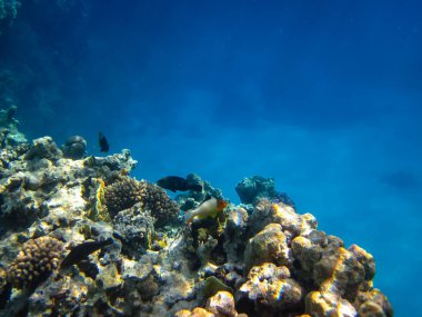Kızıl Deniz 'deki sakinleriyle birlikte güzel mercan kayalıkları.