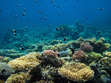 Kızıl Deniz 'deki sakinleriyle birlikte güzel mercan kayalıkları.