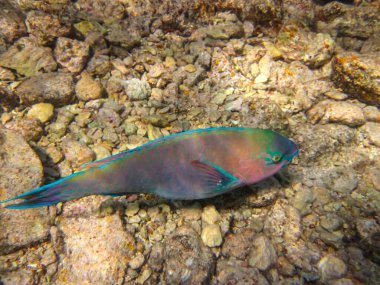 Kızıl Deniz 'in mercan kayalıklarında parlak balıklar.