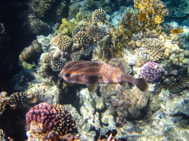 Kızıl Deniz 'in mercan kayalıklarında parlak balıklar.