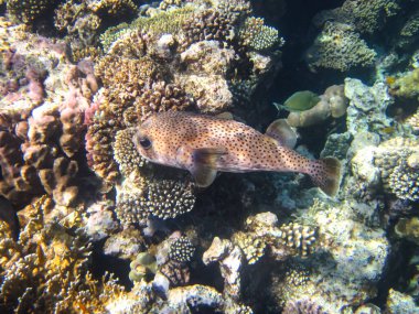 Kızıl Deniz 'in mercan kayalıklarında parlak balıklar.