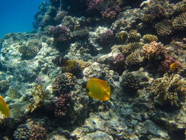 Kızıl Deniz 'in mercan kayalıklarında parlak balıklar.