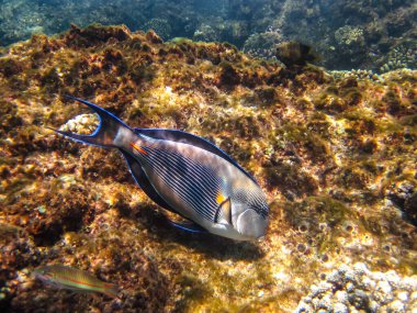 Kızıl Deniz 'in mercan kayalıklarında parlak balıklar.