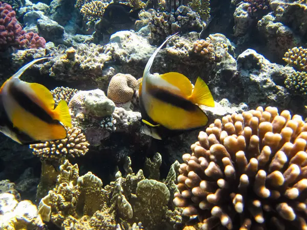 stock image Bright fish in the expanses of the coral reef of the Red Sea