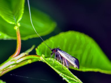 Adela Reaumurella ya da yeşilimsi Uzunağız yeşil bir yaprağın üzerinde oturuyor. Bir kelebeğin makro fotoğrafı