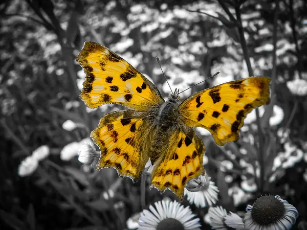 Polygonia C-Albümü veya C-white bir çiçeğin üzerinde oturuyor. Siyah beyaz fotoğraf. Bir kelebeğin makro fotoğrafı.