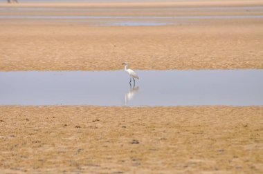Ardea Alba ya da Büyük Akbalıkçıllar sığ sularda. Tayland 'da okyanus kıyısında beyaz balıkçıl. Güzel beyaz kuş kumların üzerinde.