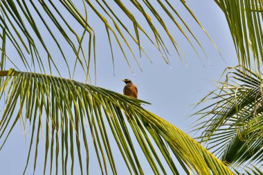 Tristis, Myna, ya da Tayland 'daki Locust Starling. Phuket adasında küçük bir kuş.