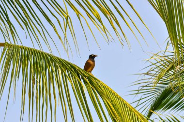 Tristis, Myna, ya da Tayland 'daki Locust Starling. Phuket adasında küçük bir kuş.