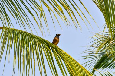 Acridotheres tristis, or Common Myna, or Locust Starling in Thailand. Small bird on the island of Phuket. clipart