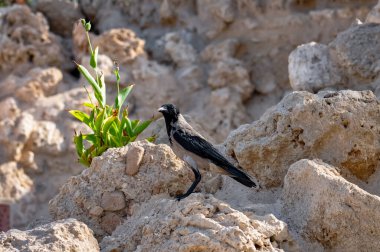 Corvus cornix or Hoodie Crow sits on rocks in the Egyptian desert. clipart