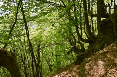 Ukrayna Karpatları 'nın güzel ormanları. Ukrayna dağlarındaki orman.