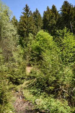 Ukrayna Karpatları 'nın güzel ormanları. Ukrayna dağlarındaki orman.