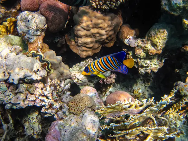 Pygoplites diacanthus, veya King Angelfish, veya Pygoplite, veya King Angelfish in the wide of the Red Sea mercan resifi. Deniz balığı..