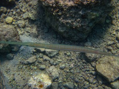 The bluespotted cornetfish or Fistularia commersonii in the expanses of the Red Sea coral reef. Sea fish. clipart