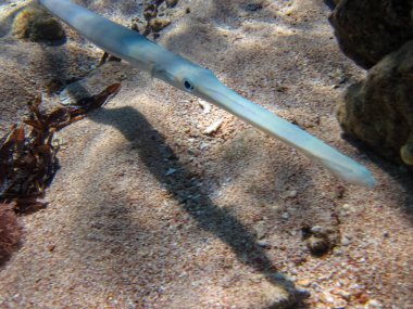 The bluespotted cornetfish or Fistularia commersonii in the expanses of the Red Sea coral reef. Sea fish. clipart