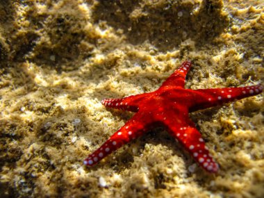 Red starfish on the bottom of a coral reef in the Red Sea clipart