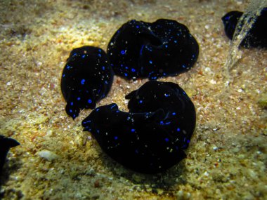 Chelidonura varyalıları Kızıl Deniz 'deki bir mercan resifinin dibinde.