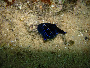 Chelidonura varyalıları Kızıl Deniz 'deki bir mercan resifinin dibinde.
