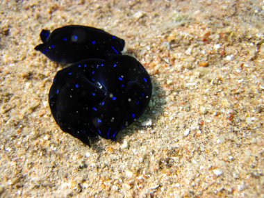 Chelidonura varyalıları Kızıl Deniz 'deki bir mercan resifinin dibinde.