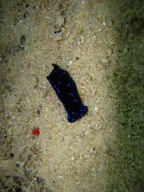 Chelidonura varyalıları Kızıl Deniz 'deki bir mercan resifinin dibinde.