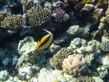 Kızıl Deniz 'in mercan resifinde Heniochus ara balığı veya Kızıldeniz sancak balığı