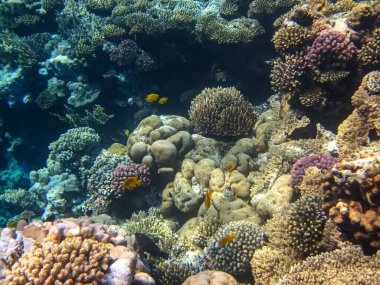 Kızıl Deniz 'deki bir mercan resifi üzerindeki güzel sualtı manzarası.