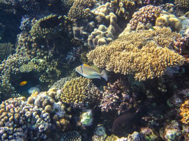 Kızıl Deniz 'deki bir mercan resifi üzerindeki güzel sualtı manzarası.