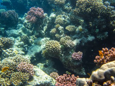 Kızıl Deniz 'deki bir mercan resifi üzerindeki güzel sualtı manzarası.