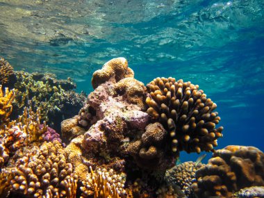Kızıl Deniz 'deki bir mercan resifi üzerindeki güzel sualtı manzarası.